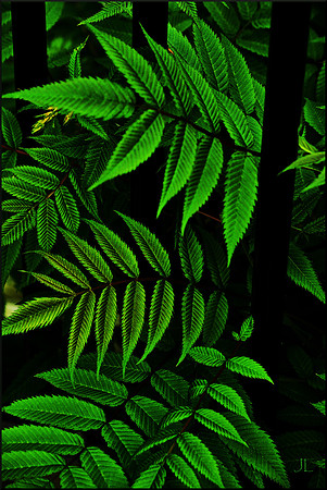In Barbara's Yard DSC_0839