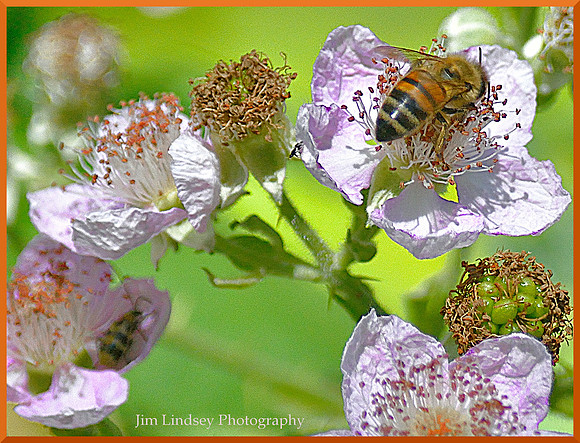 Wild Honey Time w border DSC_0868