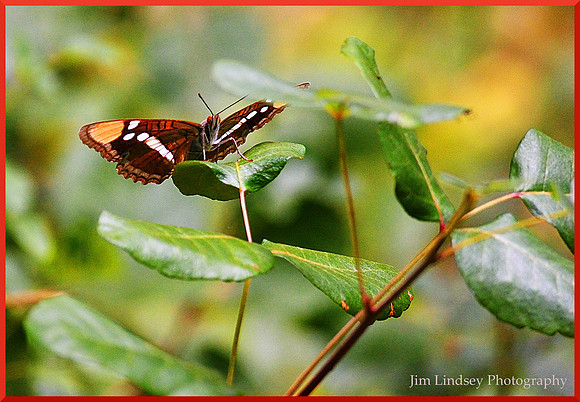 Butterfly on Poison Oak w border DSC_0112