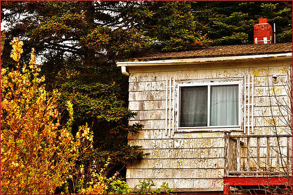 Where Things Grow in the Gutter DSC_0338