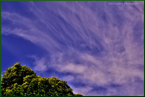 Mendocino - Treetop and Clouds w border DSC_0071