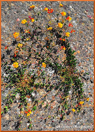 Through a Crack in the Asphalt w border DSC_0171