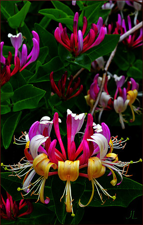 Honeysuckle 2 w sig DSC_0725