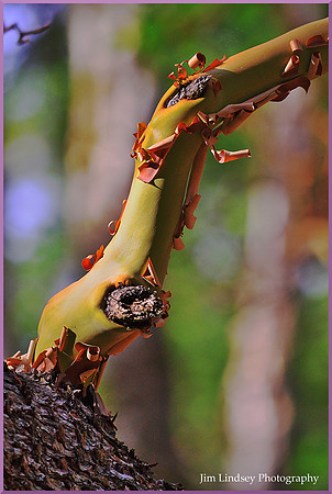 Madrone Branch w border DSC_0261