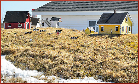 Pasture in Lilliput w border DSC_0785