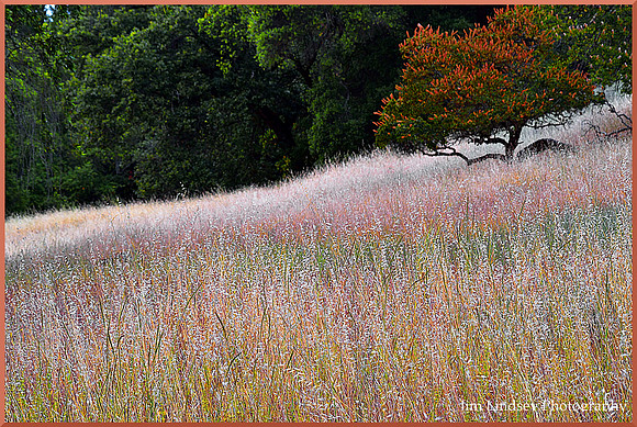 Beauty You Looked For w border DSC_0660