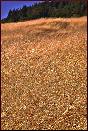 Wild Oats of Linholme w sig DSC_0747