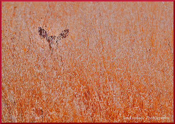 Apparition w border DSC_0311