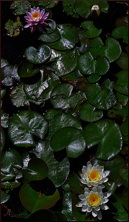 A Different Light on the Lilies DSC_1401