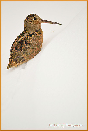 Shore Bird 5 w border DSC_0135