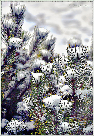 Little Cups of Snow w border DSC_0590