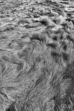 Grass Like Matted Fur DSC_0837
