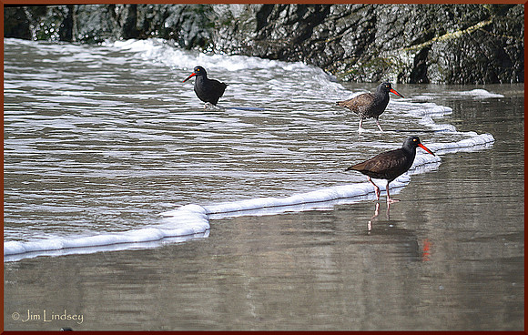 Oystercatchers Together w border DSC_0304