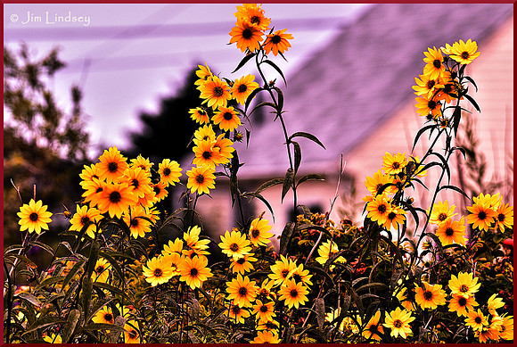 When the Wild Flowers w border DSC_0845