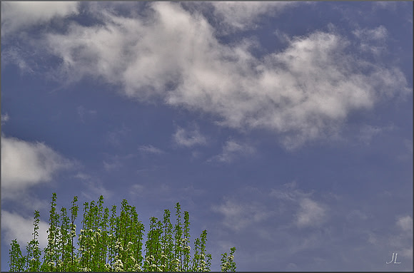 Treetop and Clouds DSC_0151