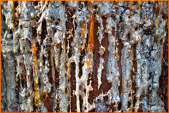 A Lot of Fir Sap w border DSC_0631