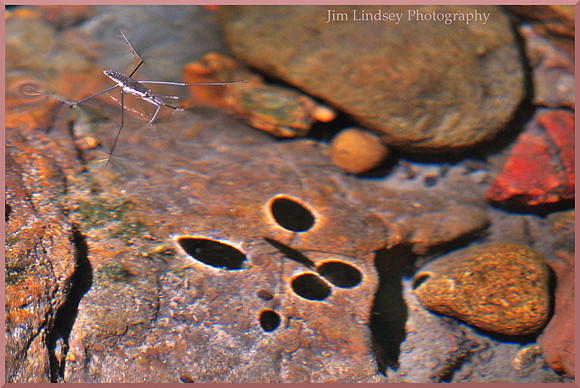 Waterbug and Shadow 2 w border DSC_0378