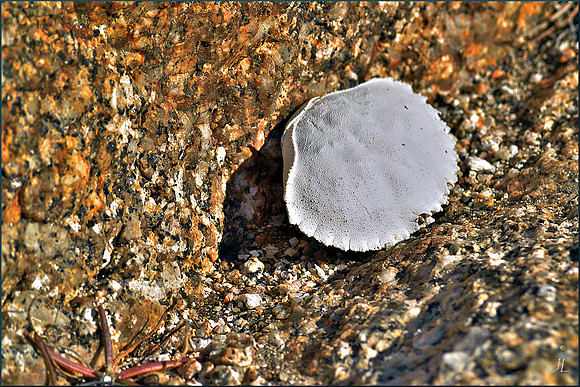 What the Gull Left w sig DSC_0460