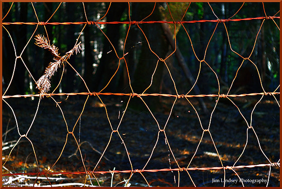 The Fence w border DSC_0553