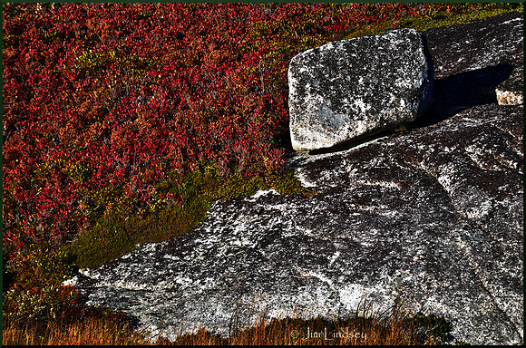Erratic and Heath w border DSC_0317