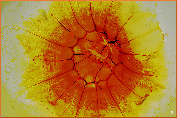 Jellyfish DSC_1327