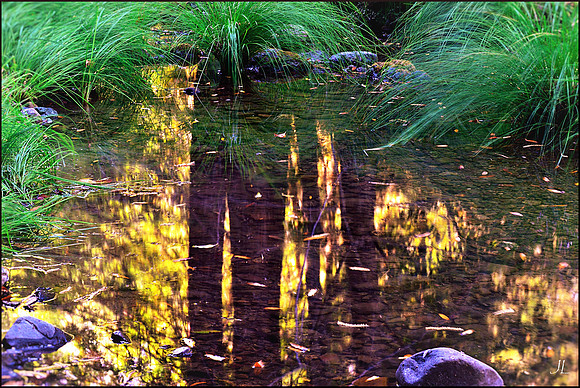 Reflection of Redwoods on Mill Creek w sig DSC_0449