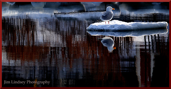 The Floating Life with border