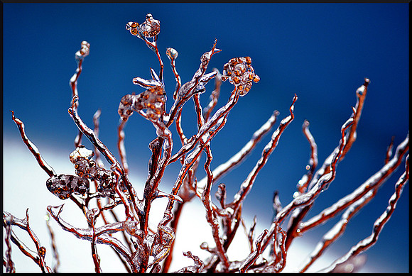 Seeds on Ice with border