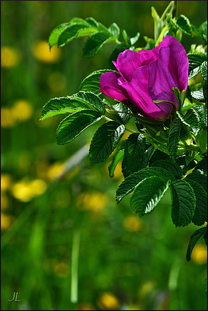 Saltwater Rose w sig DSC_1362