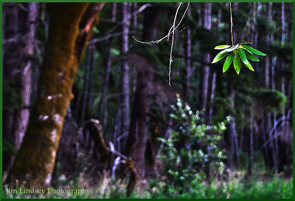 Bay Laurel Leaf Cluster w border DSC_0759