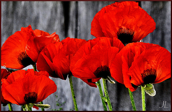 Poppies DSC_1559