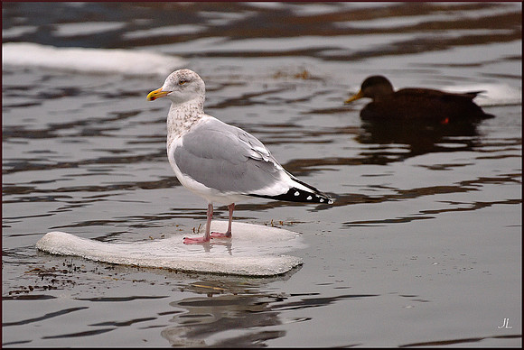 Surfing Gull and Duck w sig DSC_4462