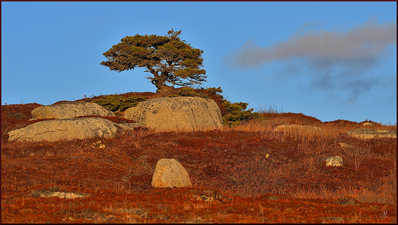 Alone on the Barrens w sig for web DSC_4283