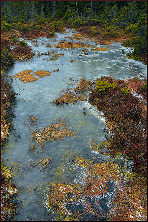 Ice Covered Bog w sig for web DSC_4546