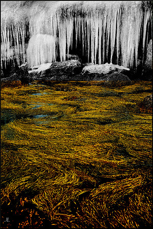 Seaweed and Icicles w sig for web DSC_4554