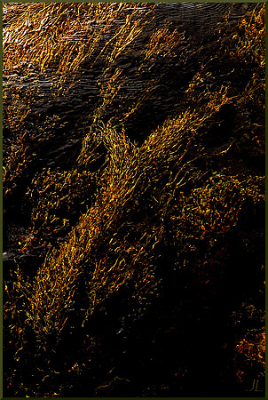 Seaweed Underwater w sig DSC_4527