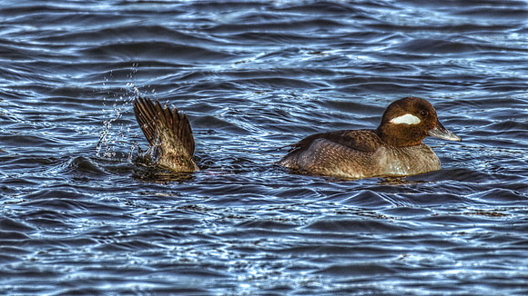 Bottoms Up DSC_1130