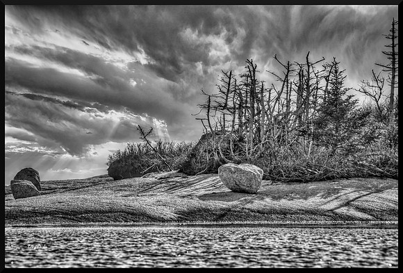 Dead Trees w sig-bord DSC_1089