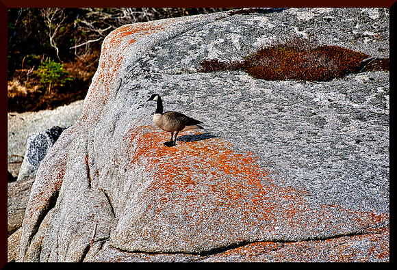 Goose on Granite for web w sig-bord DSC_1504