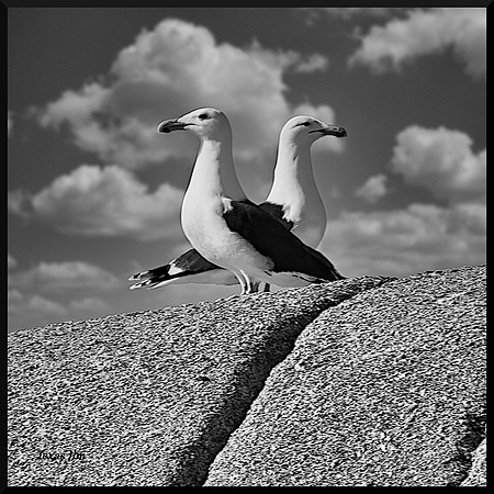 Two Gulls DSC_1579