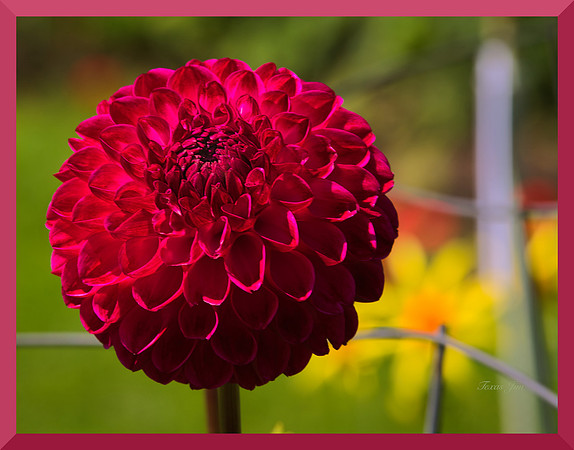 Crimson Dahlia DSC_7343