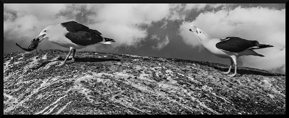 Gull Greed w sig-bord DSC_1588