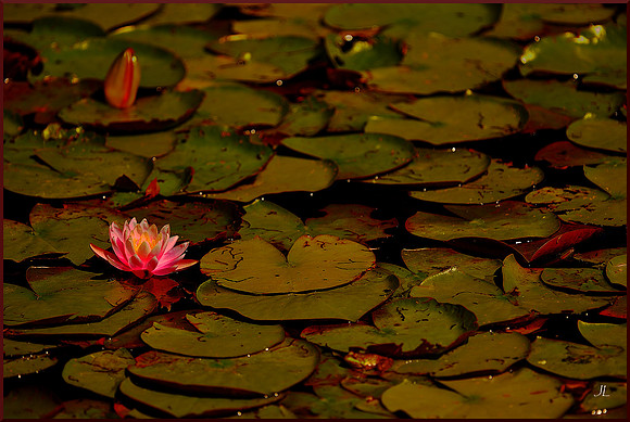 Water Lily for web DSC_7485