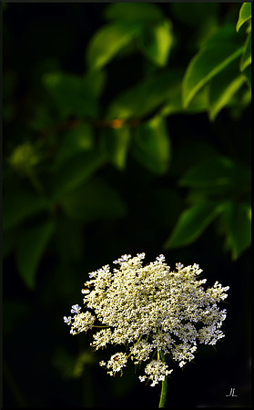 Queen Anne's Lace DSC_7513
