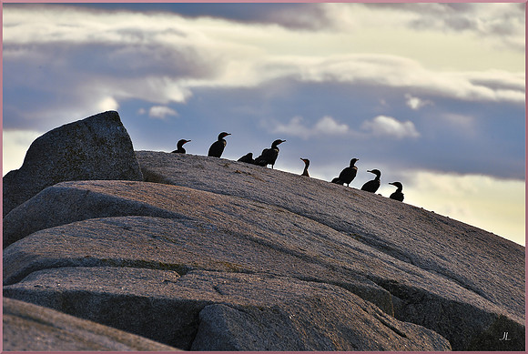 Cormorants and Clouds for web DSC_7553