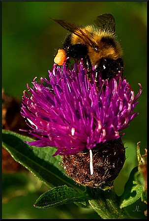 Bee and Thistle DSC_7576