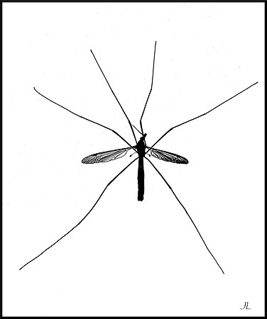 Mosquito Hawk DSC_7691_01