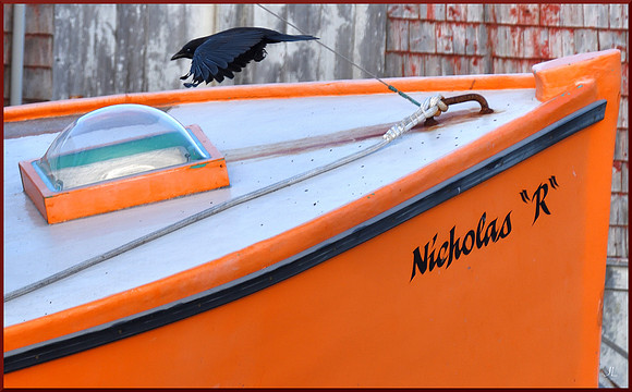 Crow and Bow DSC_7800