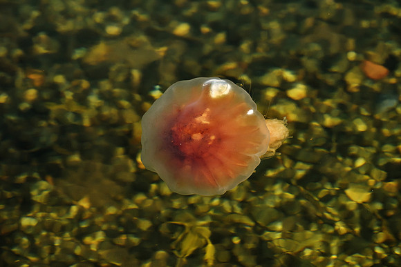 Jellyfish Ballet 41 DSC_0233