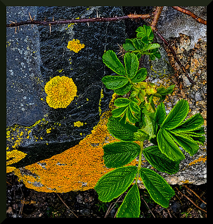 Lichen on granite and wild rose greenery